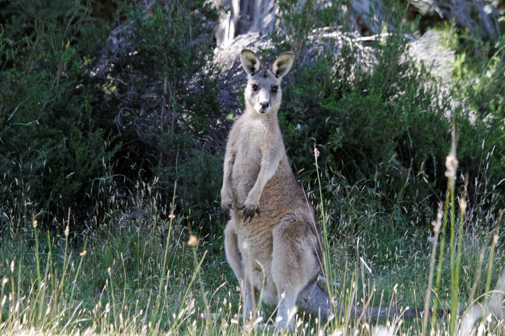 03 - Narawtapu NP (12).jpg